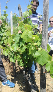 vinograd-ozalj